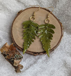 Ferns