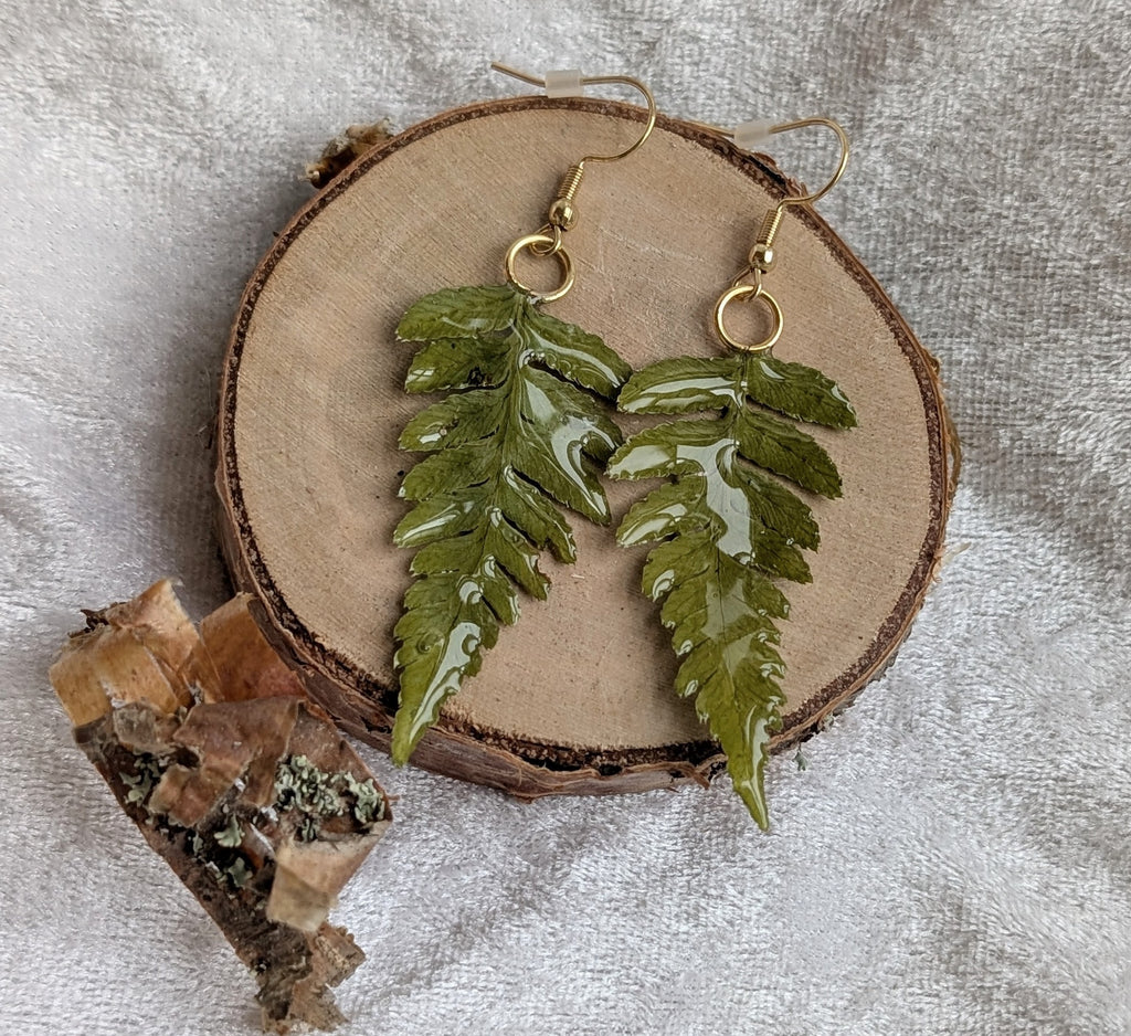 Ferns