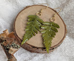 Ferns