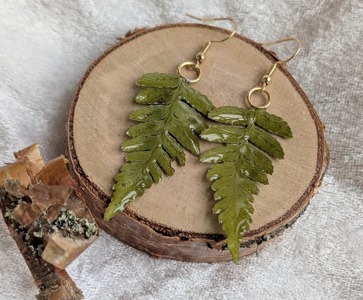 Ferns